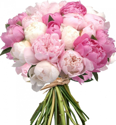 Букет из 25 Пионов