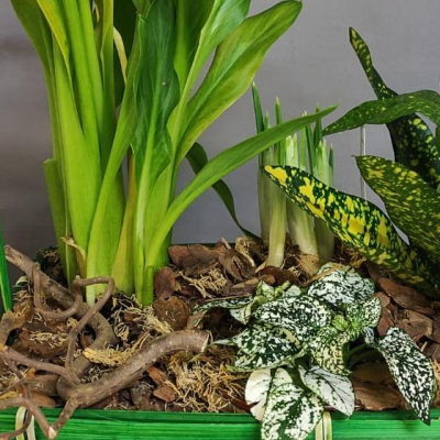 Композиция в корзине из комнатных цветов M 28843