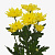 Хризантема кустовая желтая махровая ПОШТУЧНО N 19
