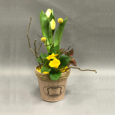 Кашпо с луковичными первоцветами S (тюльпан, примула) 13307