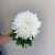Хризантема одноголовая белая арт. 18