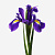 Ирис фиолетовый ПОШТУЧНО N 841
